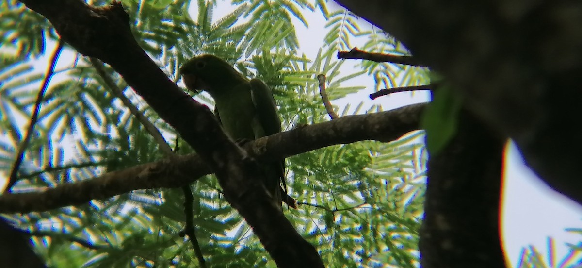 Pacific Parakeet - ML638370267