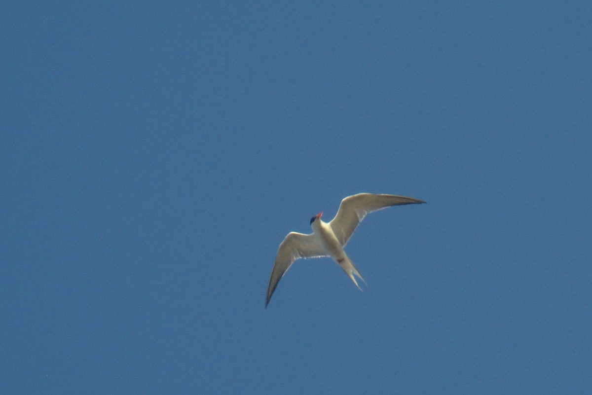 Common Tern - ML638370268