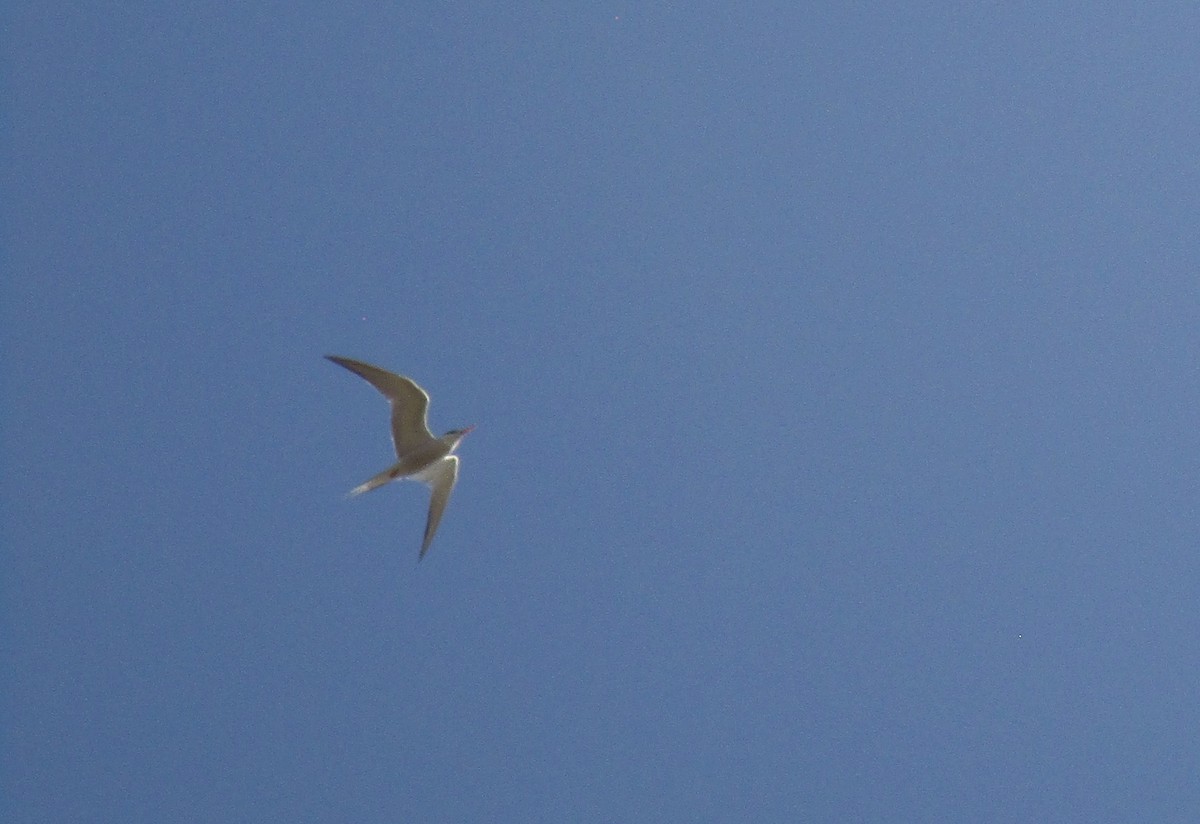 Common Tern - ML638370269