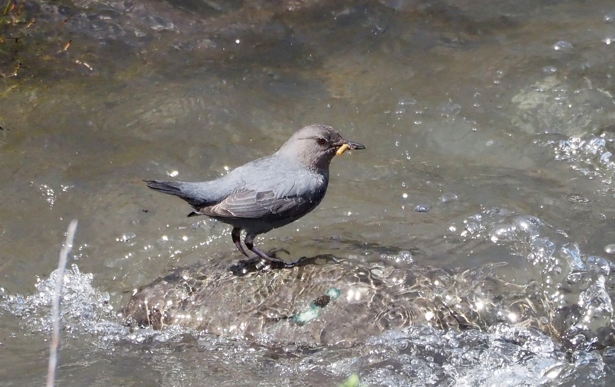 American Dipper - ML638370287