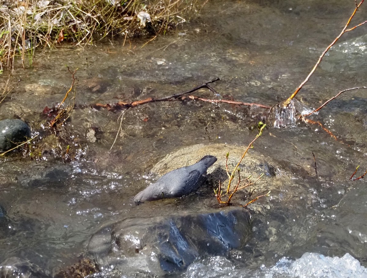 American Dipper - ML638370288