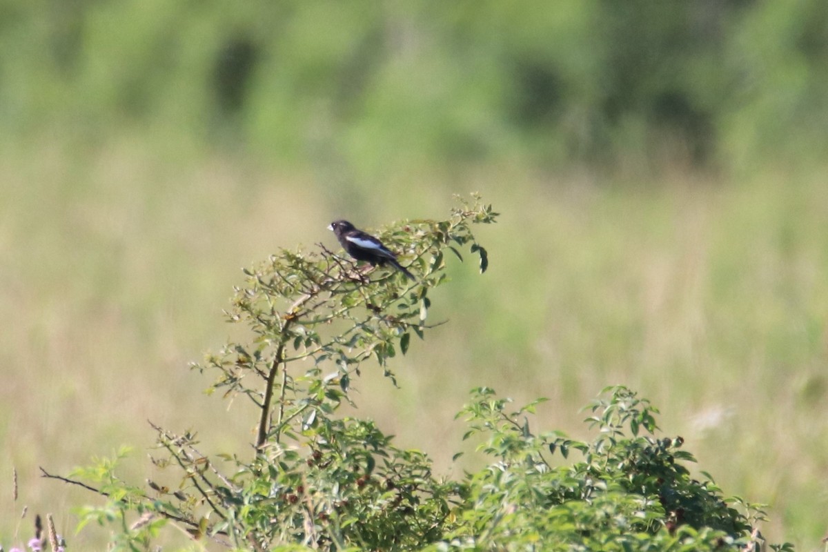 Prärieammer - ML638370289