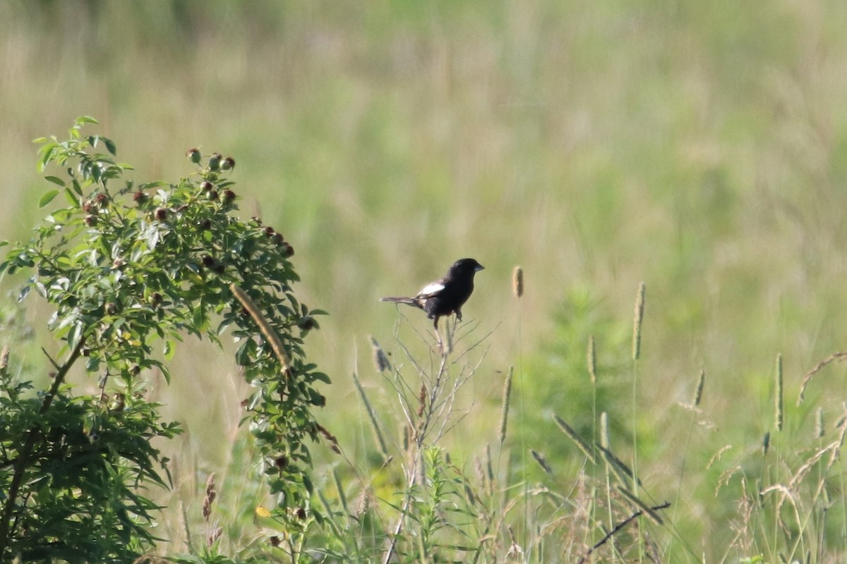 Prärieammer - ML638370290