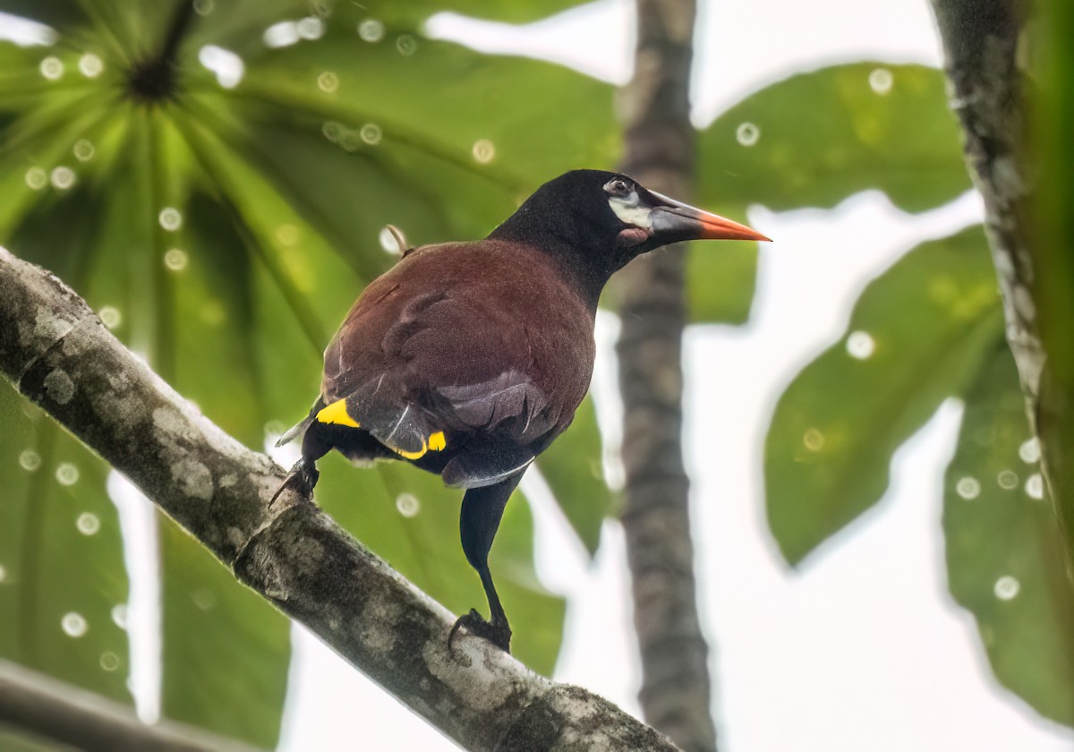 Montezuma Oropendola - ML638370296