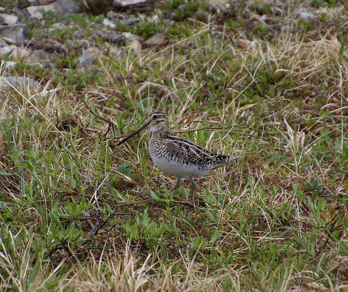 Wilson's Snipe - ML638370297
