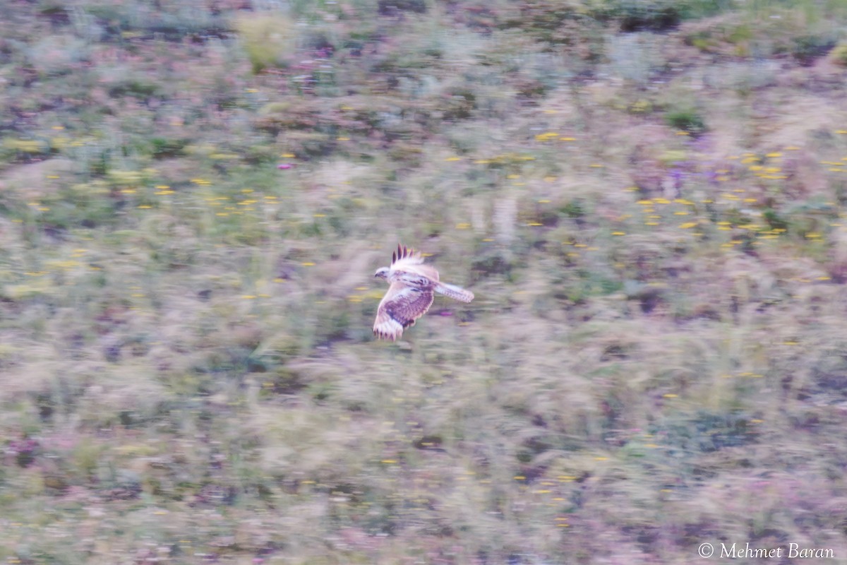 ørnvåk - ML638370317
