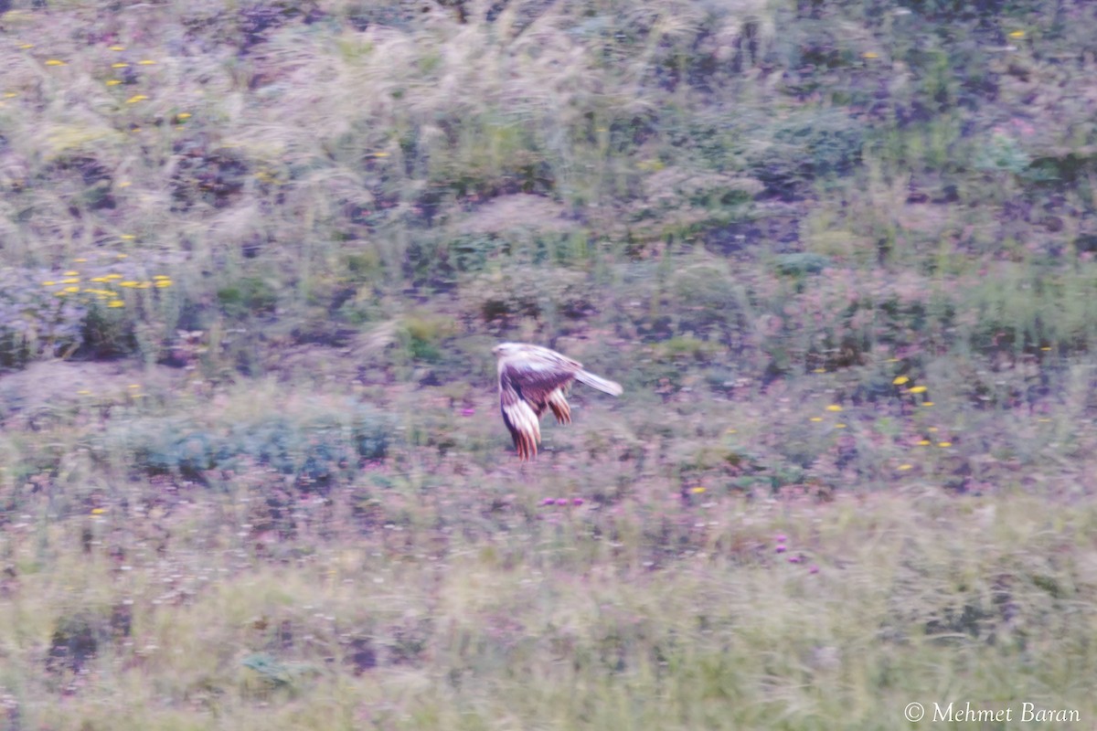 ørnvåk - ML638370321