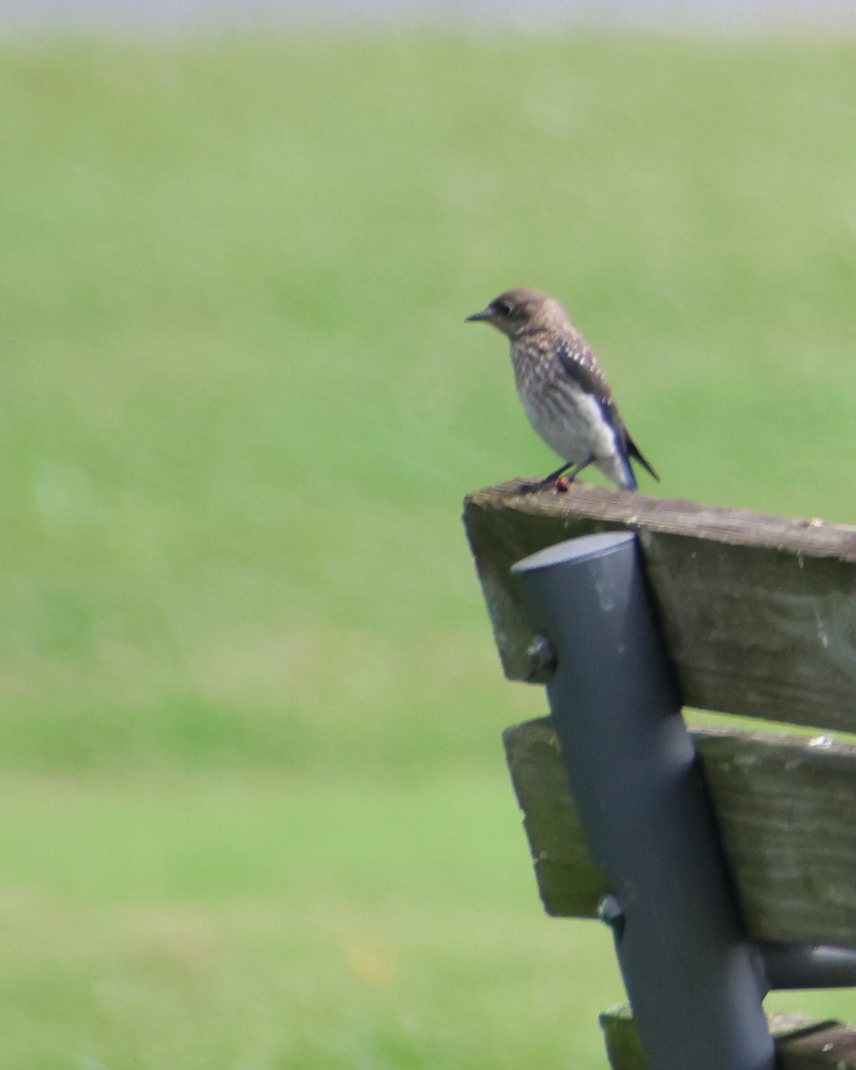 Eastern Bluebird - ML638370334