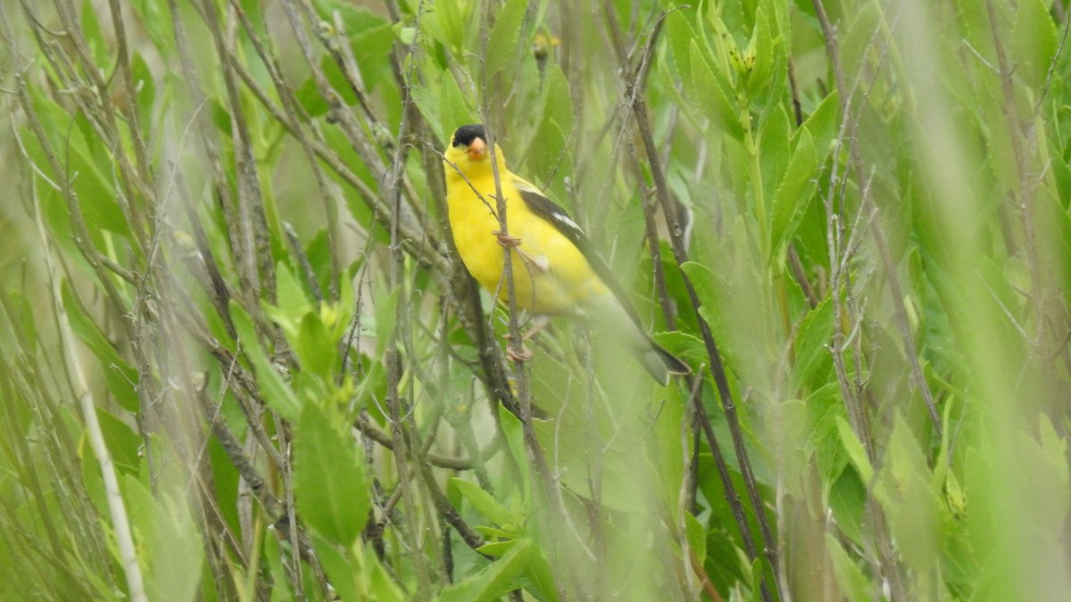 gulstillits - ML638370344