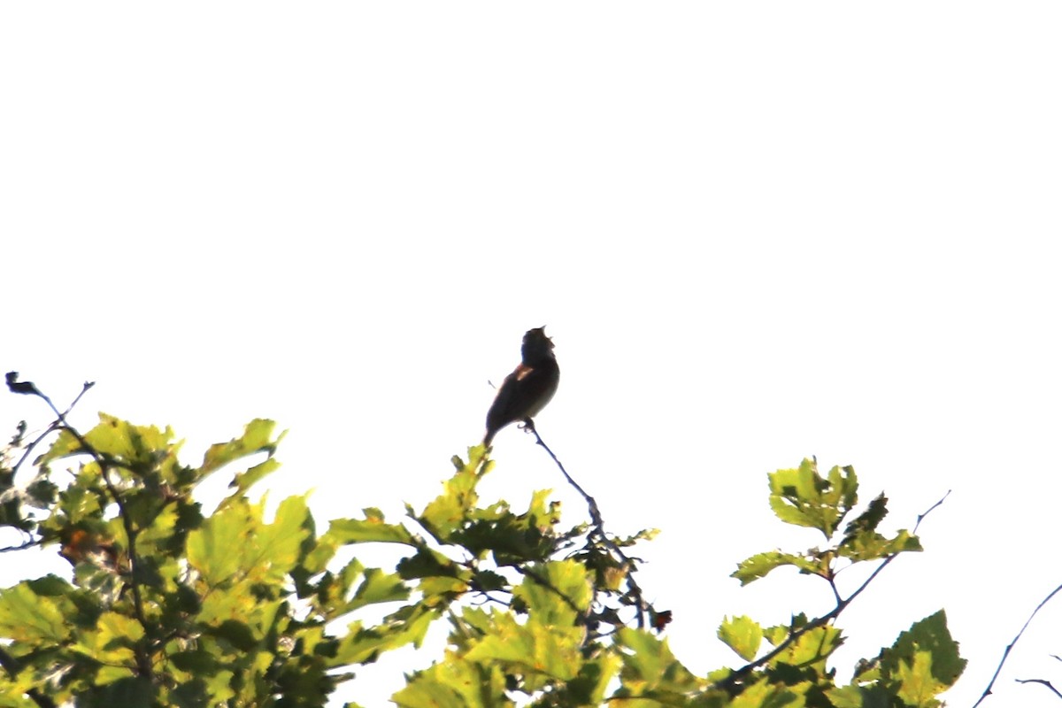 Rotschulterkardinal - ML638370376