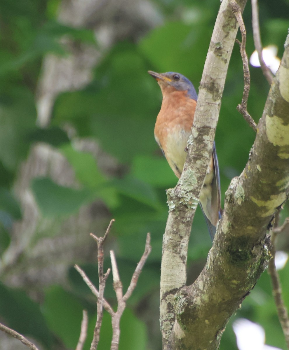 Eastern Bluebird - ML638370379