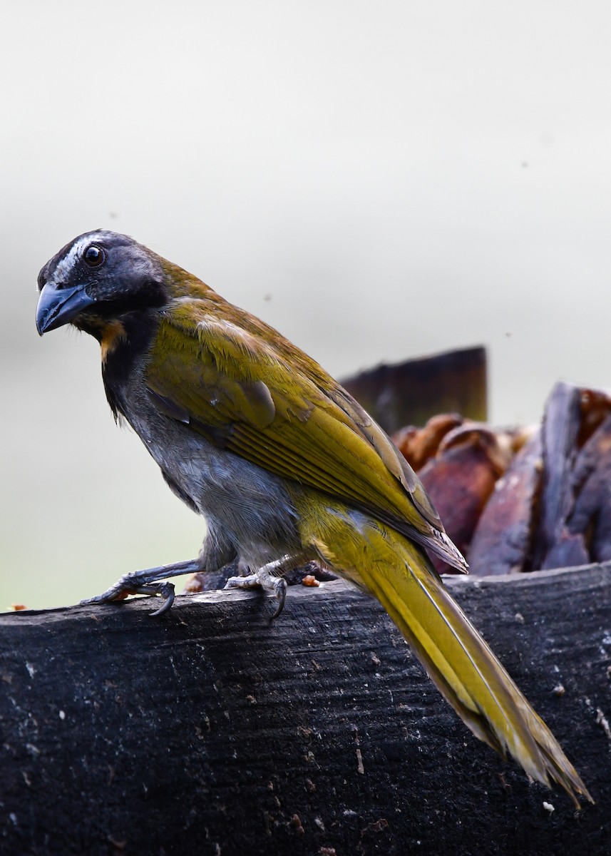 Buff-throated Saltator - ML638370382