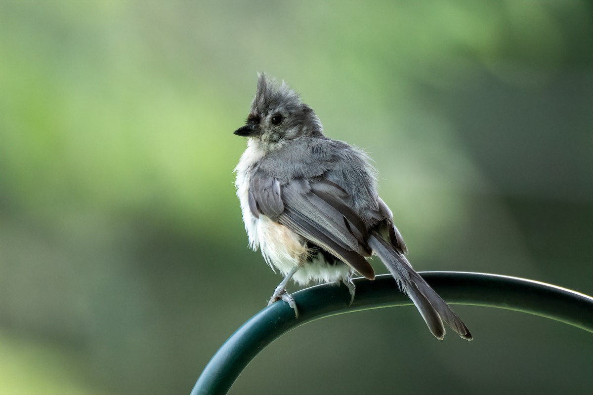 Tufted Titmouse - ML638370390