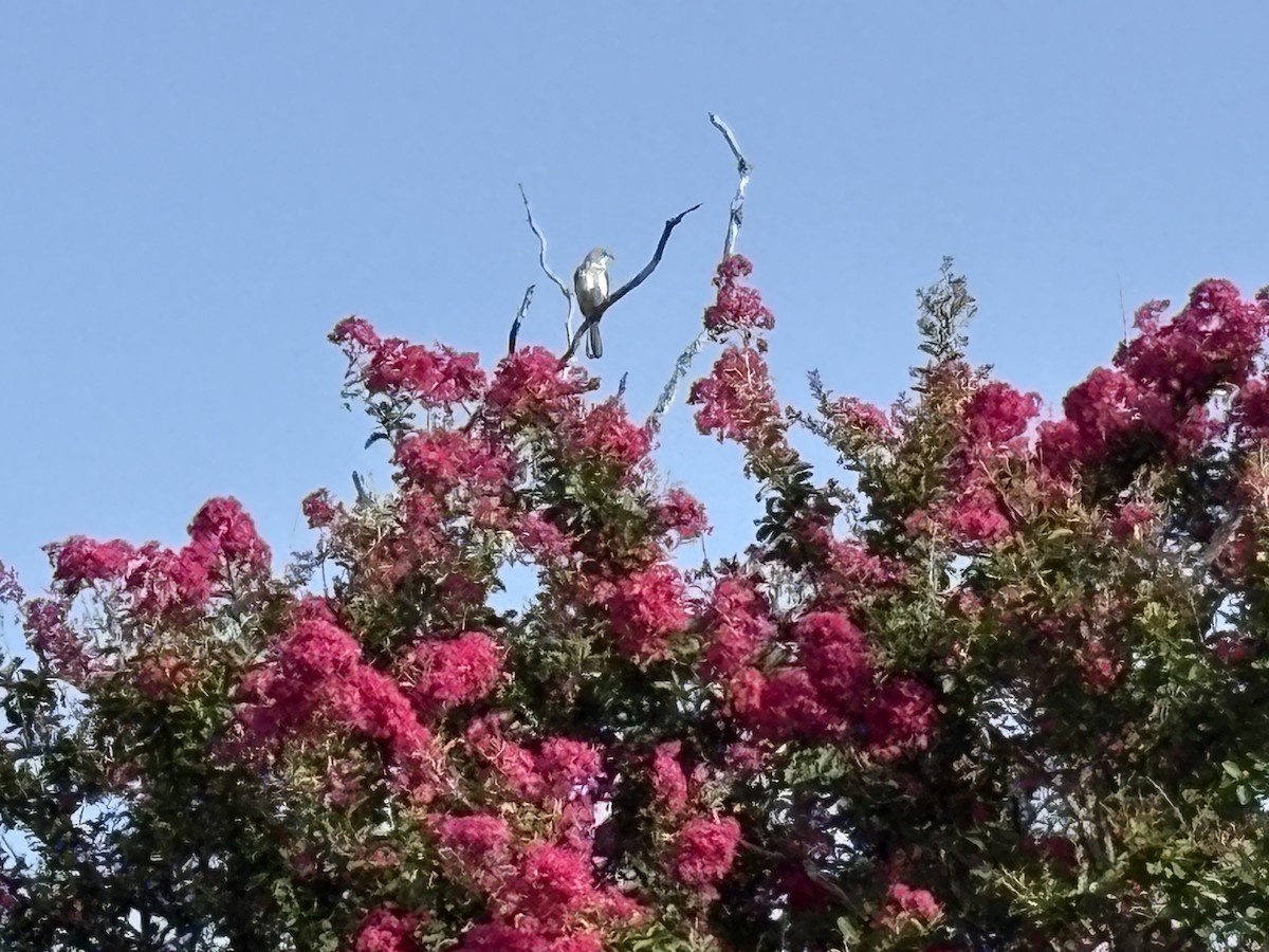 Northern Mockingbird - ML638370397
