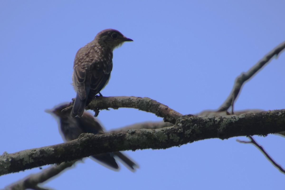 Eastern Bluebird - ML638370405