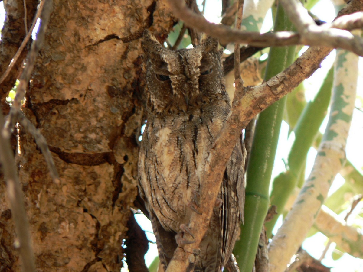 Madagascar Scops-Owl (Torotoroka) - ML638370413