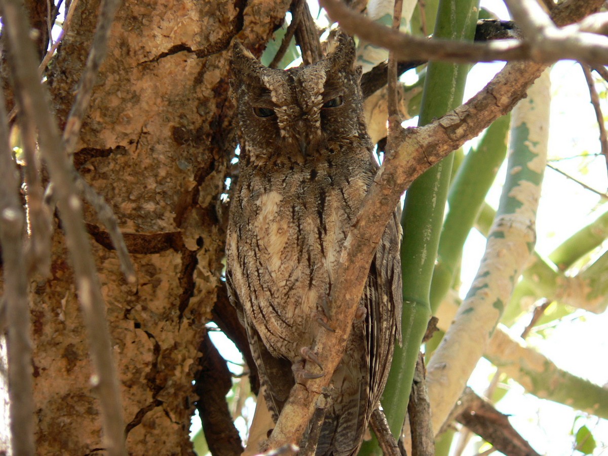 Madagascar Scops-Owl (Torotoroka) - ML638370414