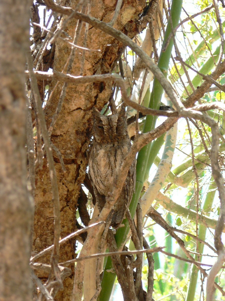 Madagascar Scops-Owl (Torotoroka) - ML638370415