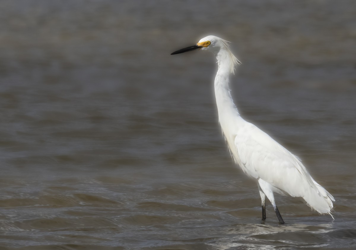 Snowy Egret - ML638370455