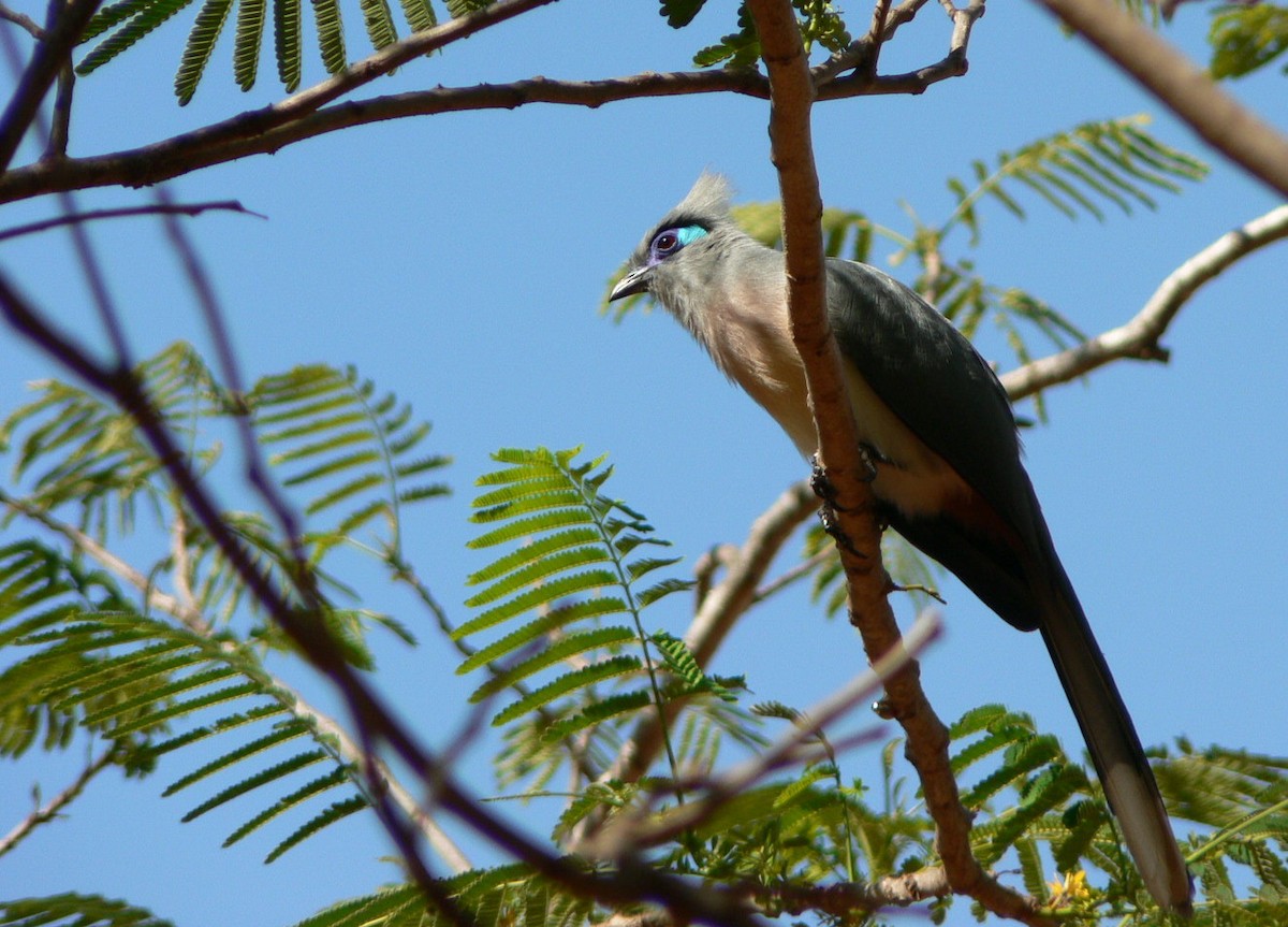 Cúa Crestado - ML638370464