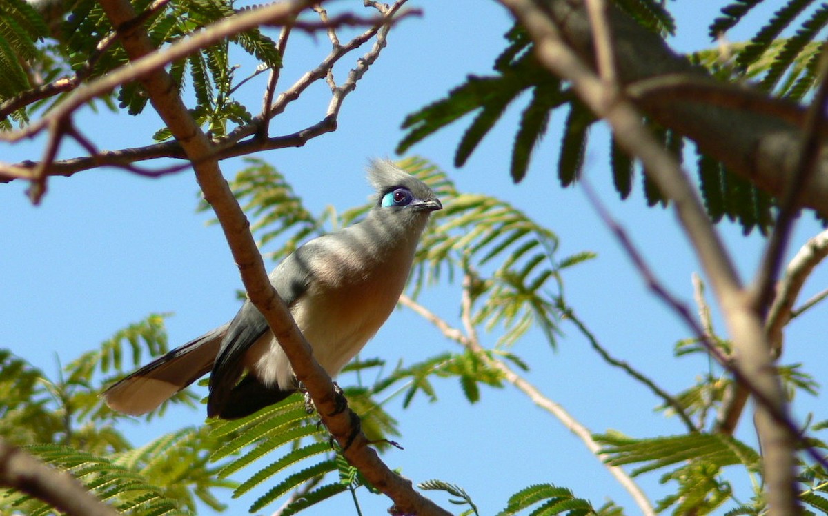 Cúa Crestado - ML638370465