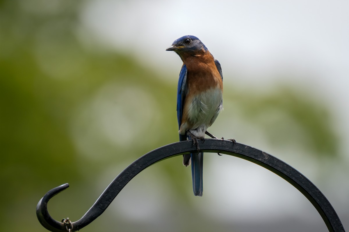 Eastern Bluebird - ML638370498