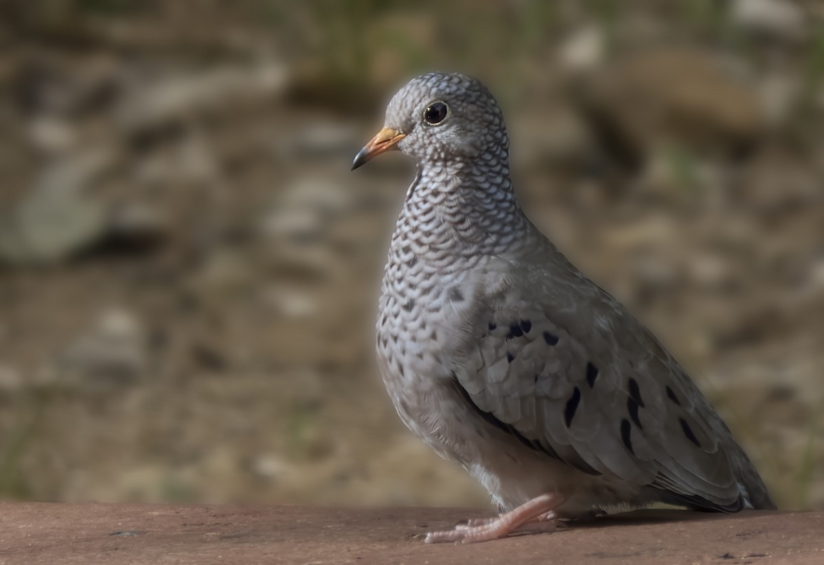 Common Ground Dove - ML638370518