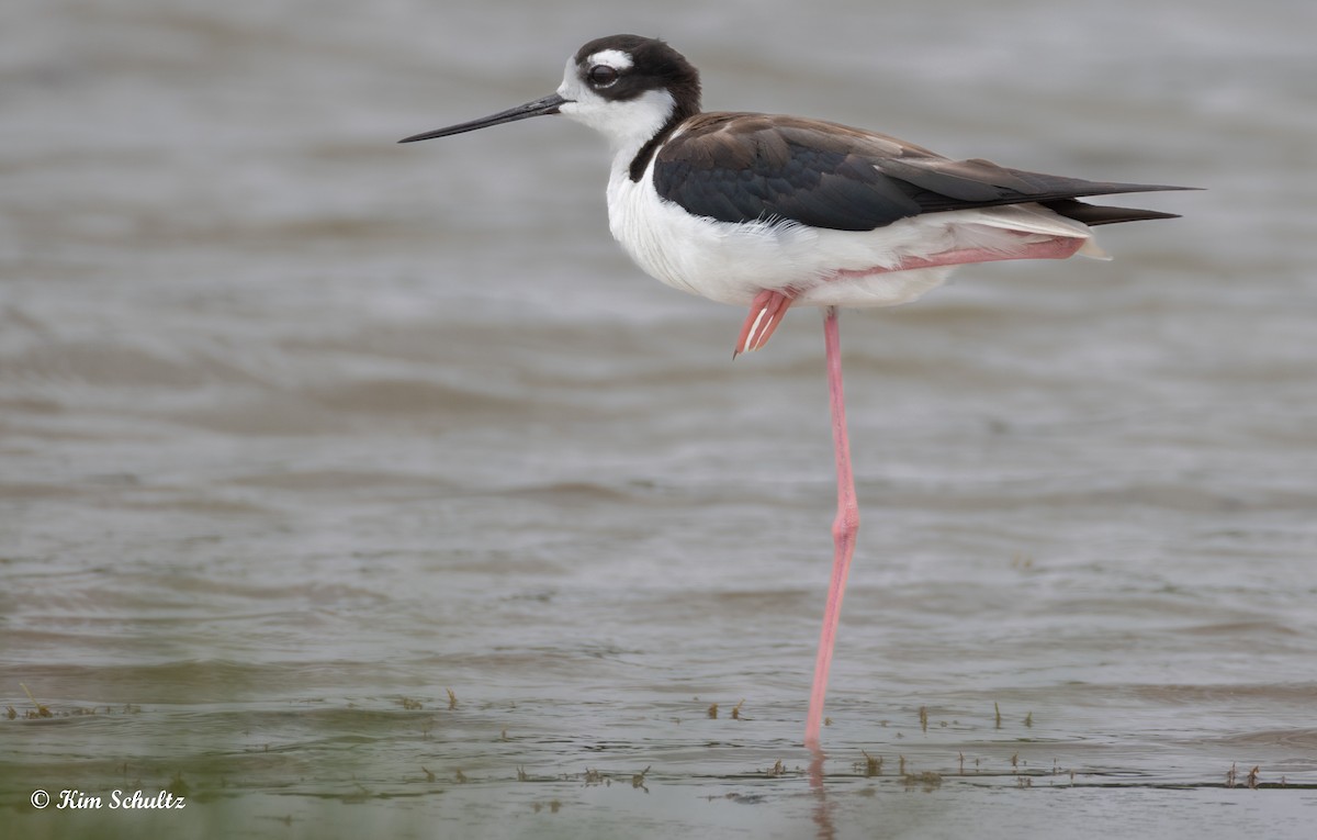 Black-necked Stilt - ML638370537