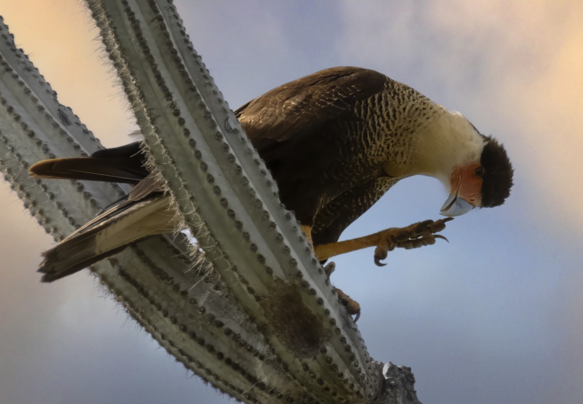 Crested Caracara - ML638370542