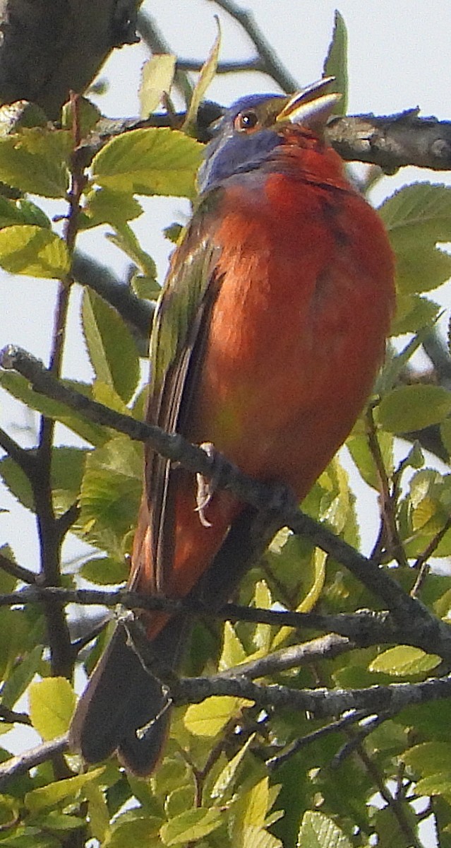 Painted Bunting - ML638370547