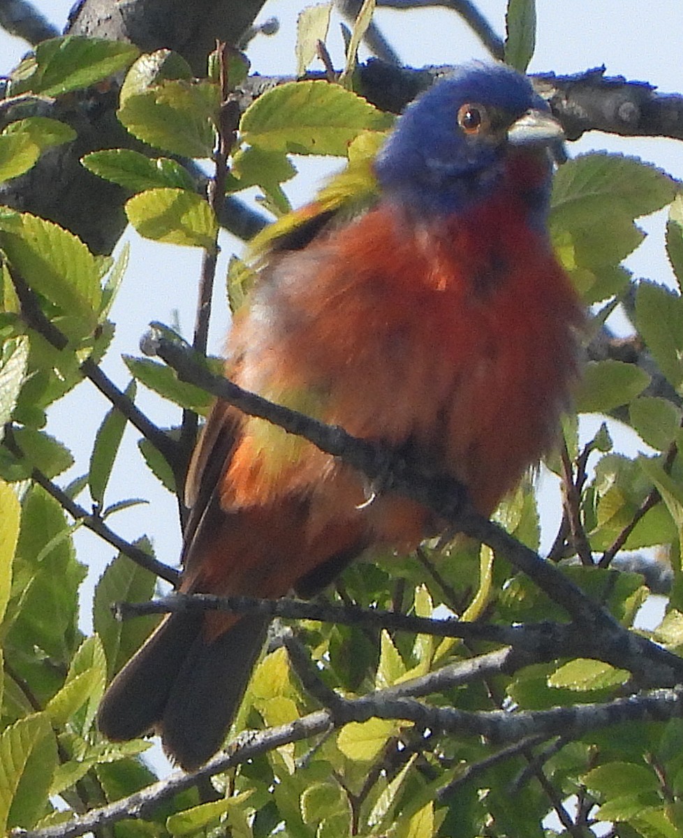 Painted Bunting - ML638370548