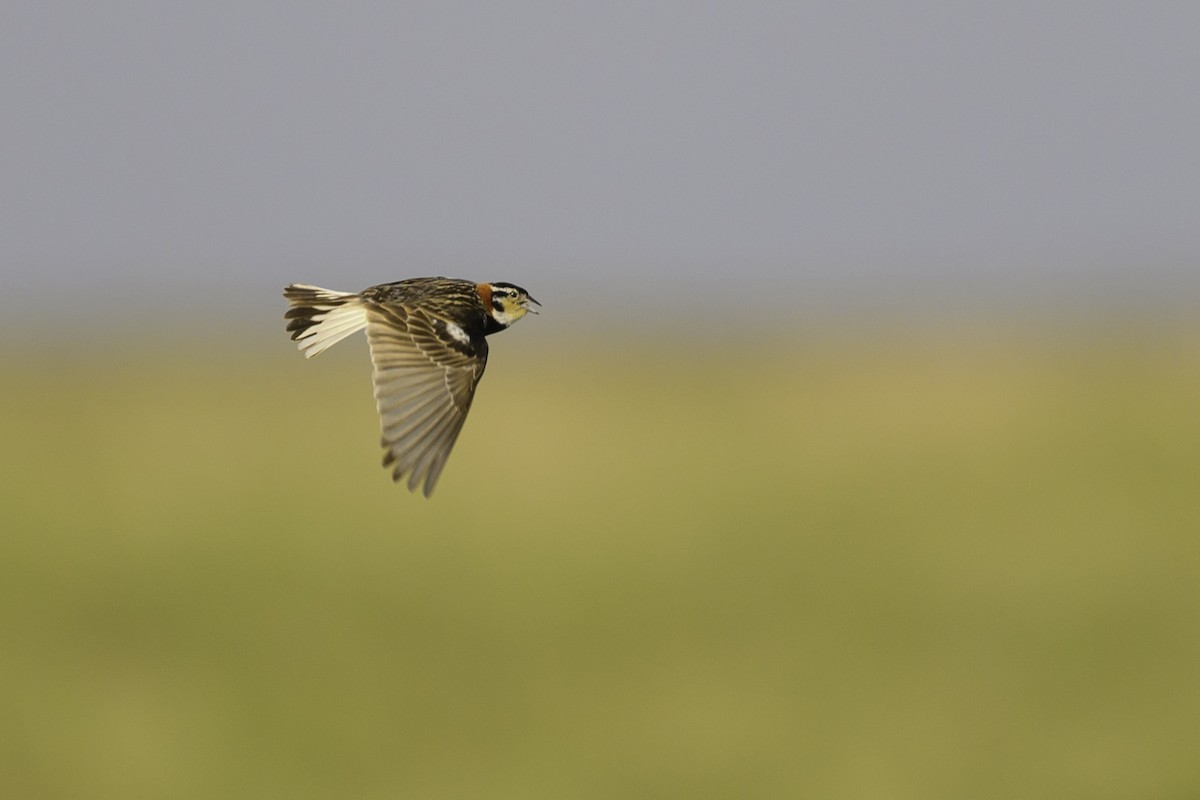 Chestnut-collared Longspur - ML638370560