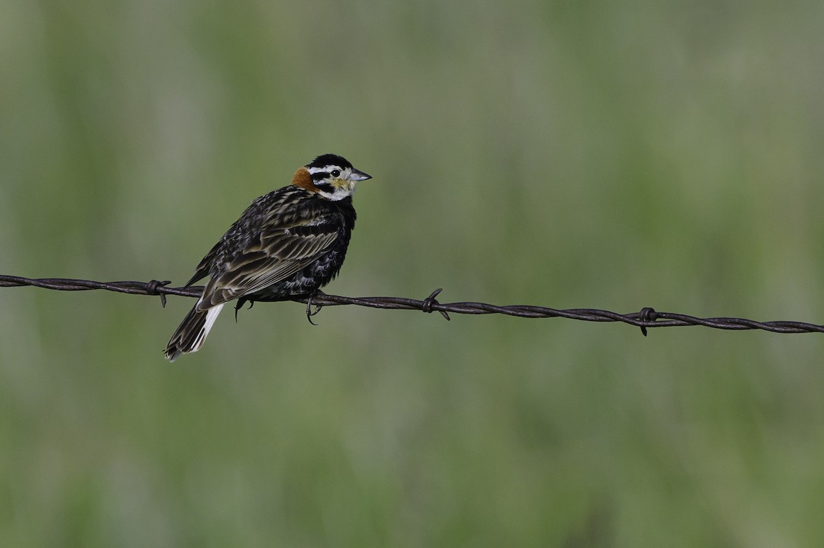 Chestnut-collared Longspur - ML638370561