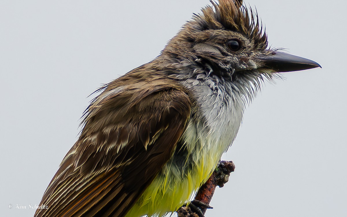 Brown-crested Flycatcher - ML638370576