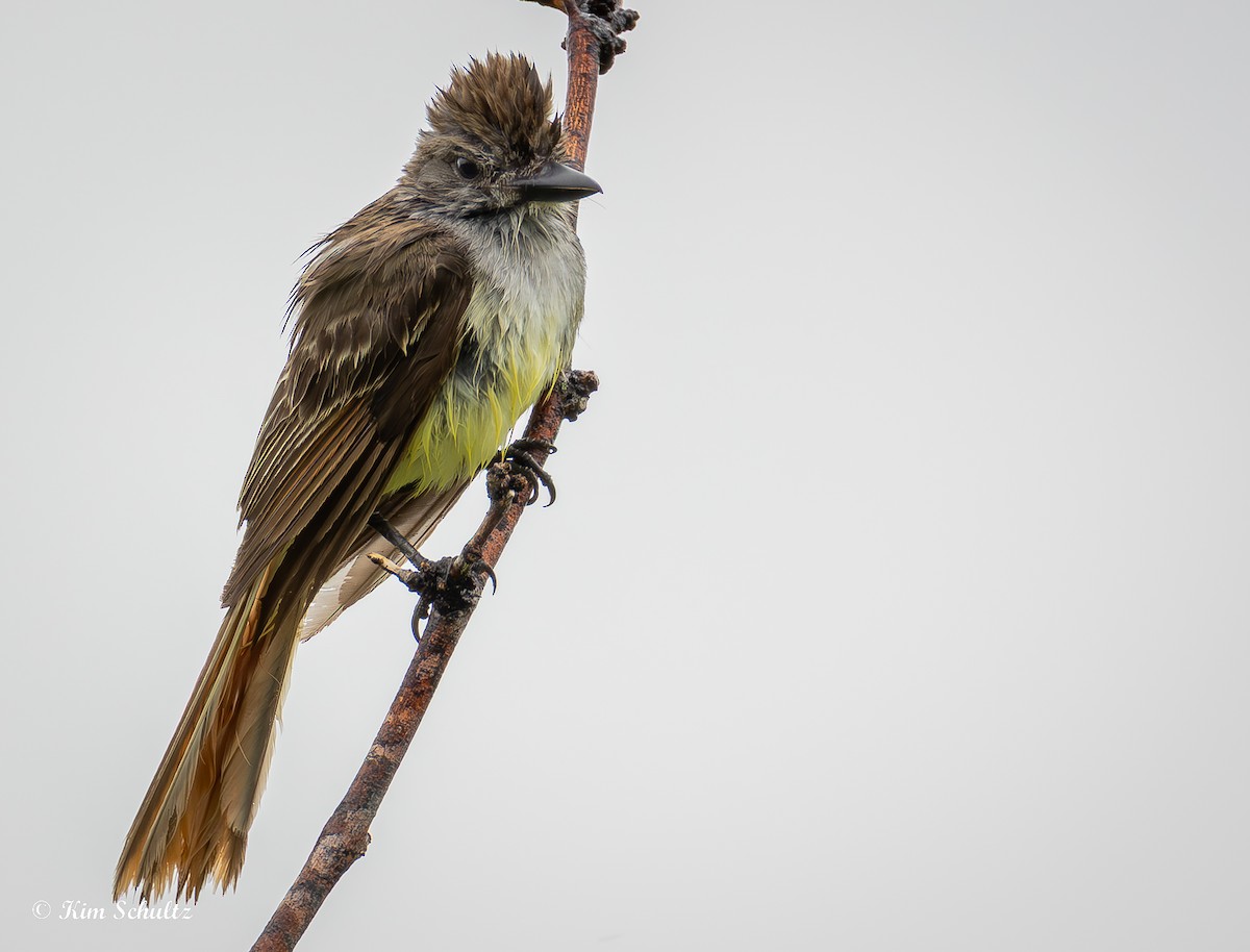 Brown-crested Flycatcher - ML638370577