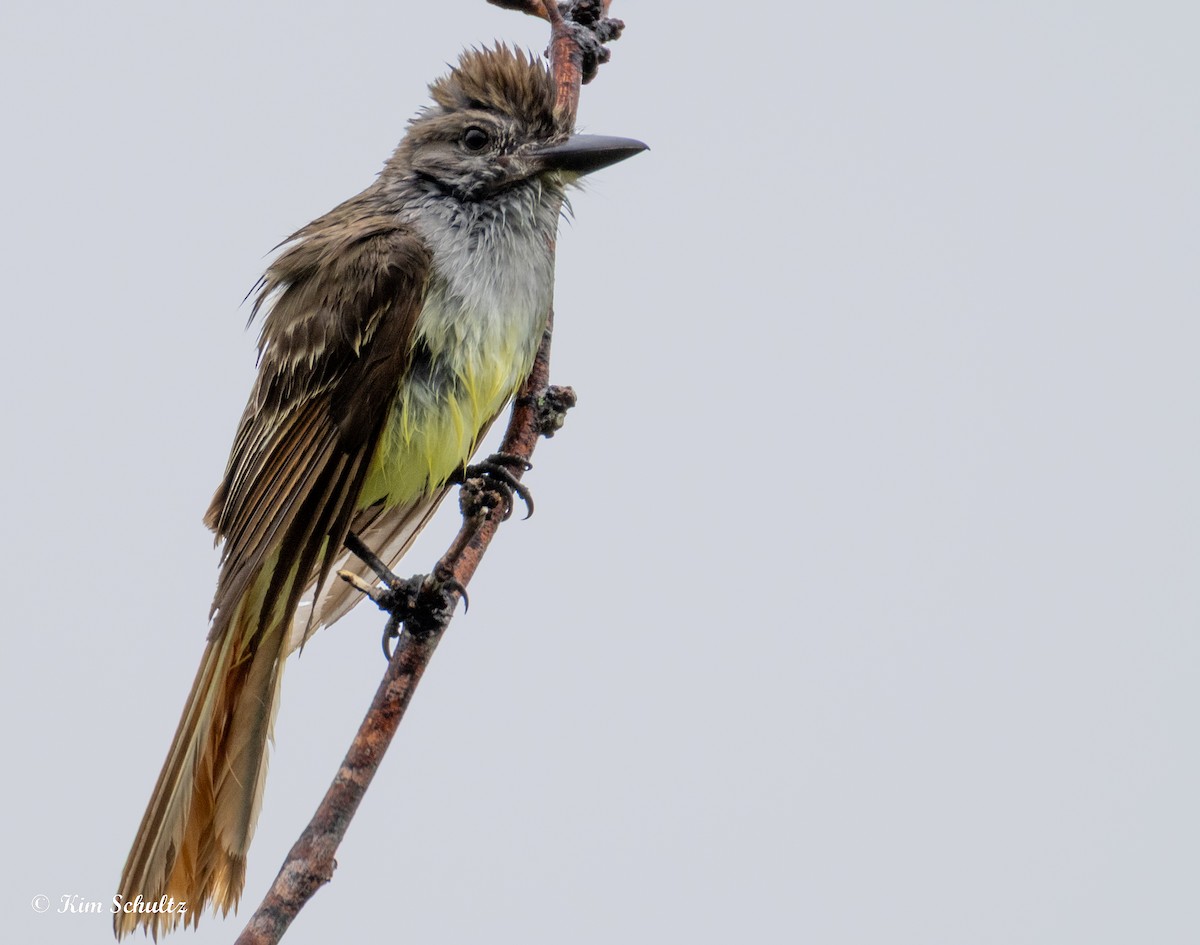 Brown-crested Flycatcher - ML638370578