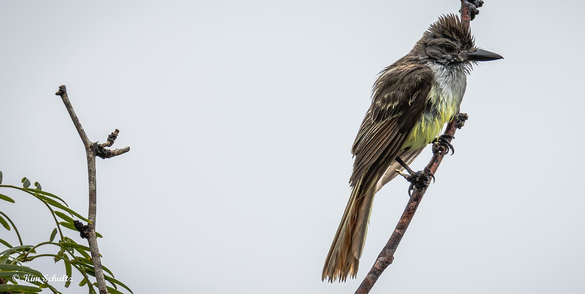 Brown-crested Flycatcher - ML638370579