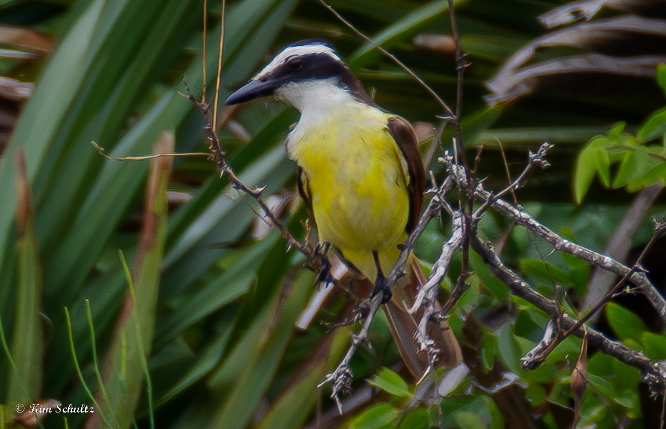 Great Kiskadee - ML638370589