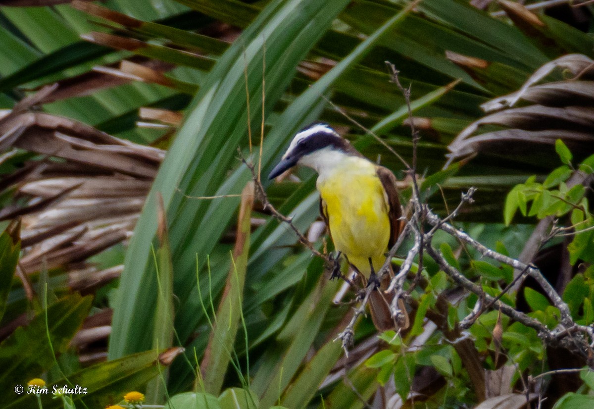 Great Kiskadee - ML638370590