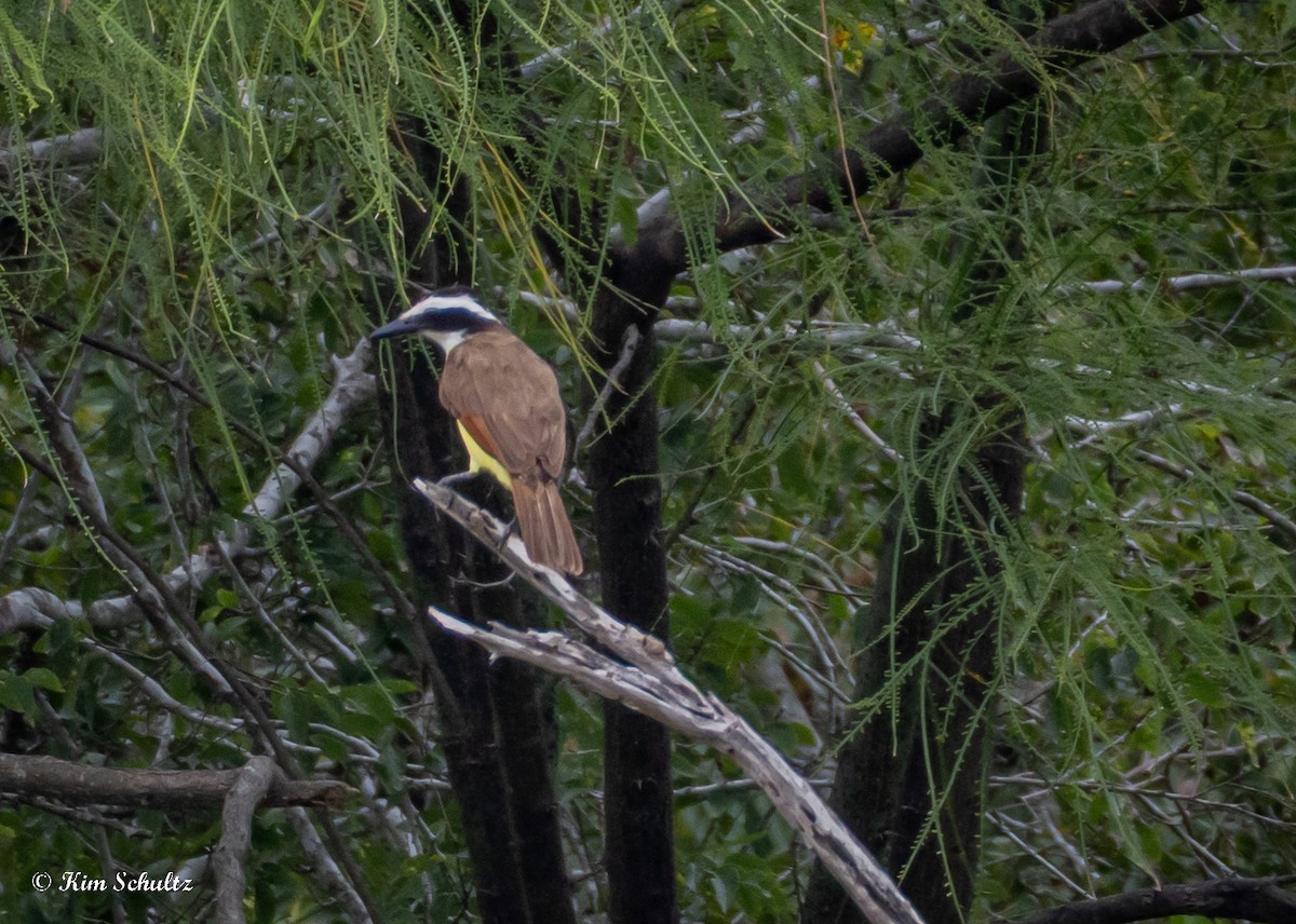Great Kiskadee - ML638370592