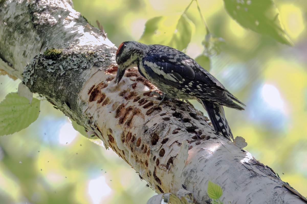 Yellow-bellied Sapsucker - ML638370610