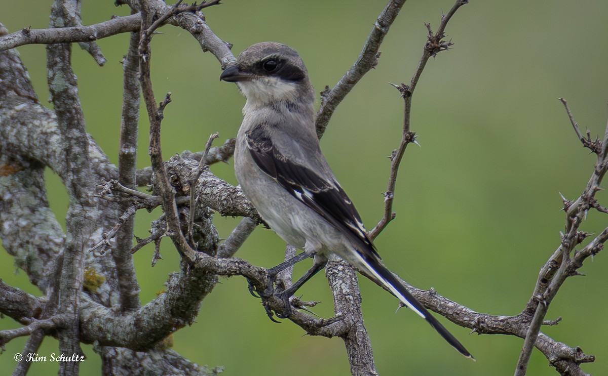 Loggerhead Shrike - ML638370611