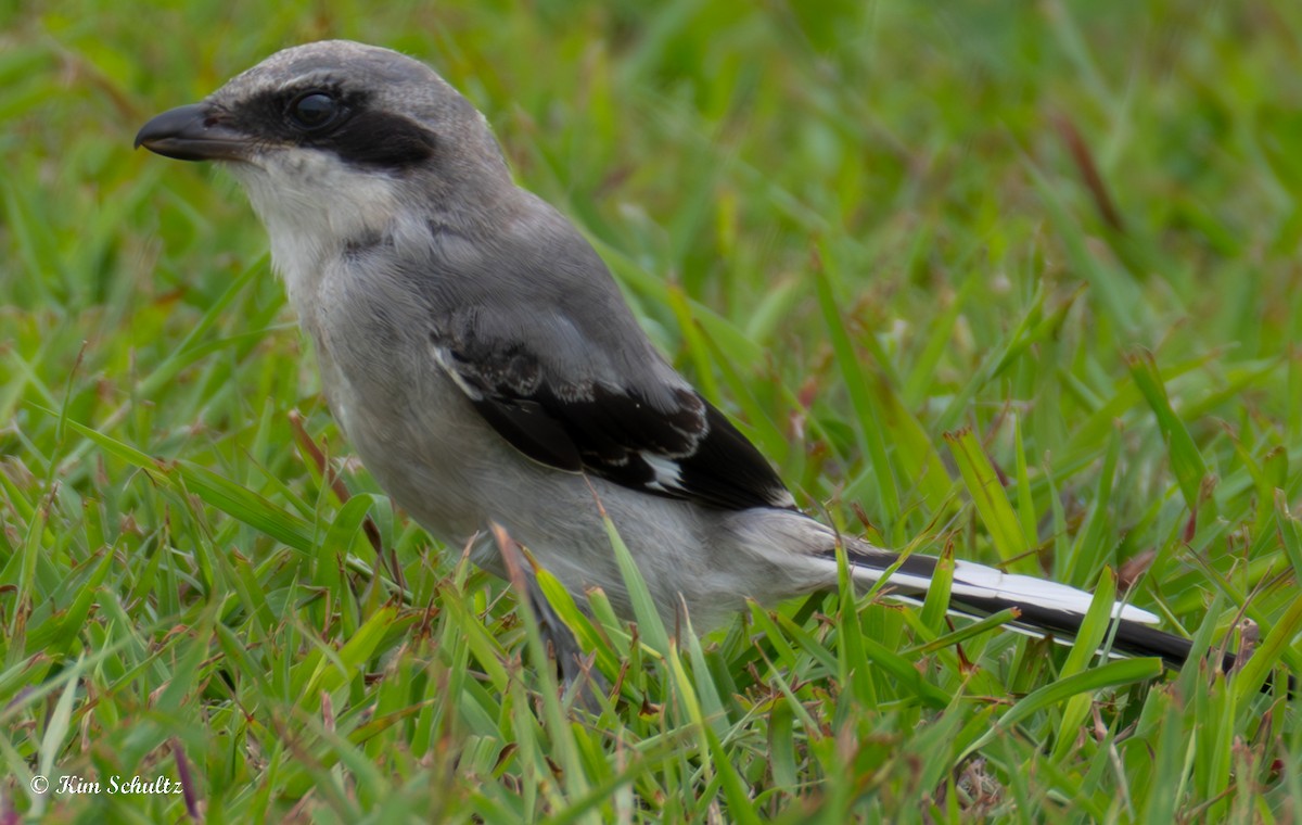 Loggerhead Shrike - ML638370612