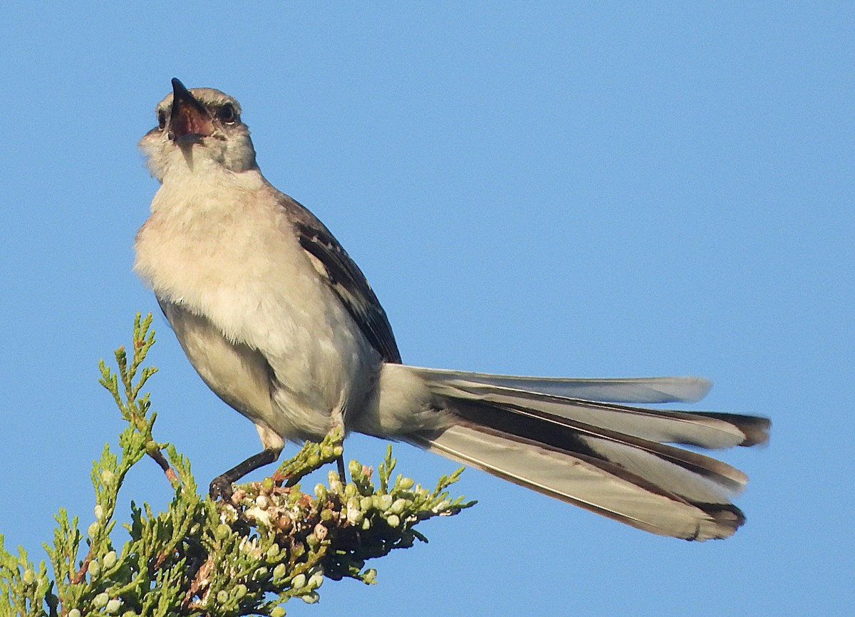 Northern Mockingbird - ML638370618