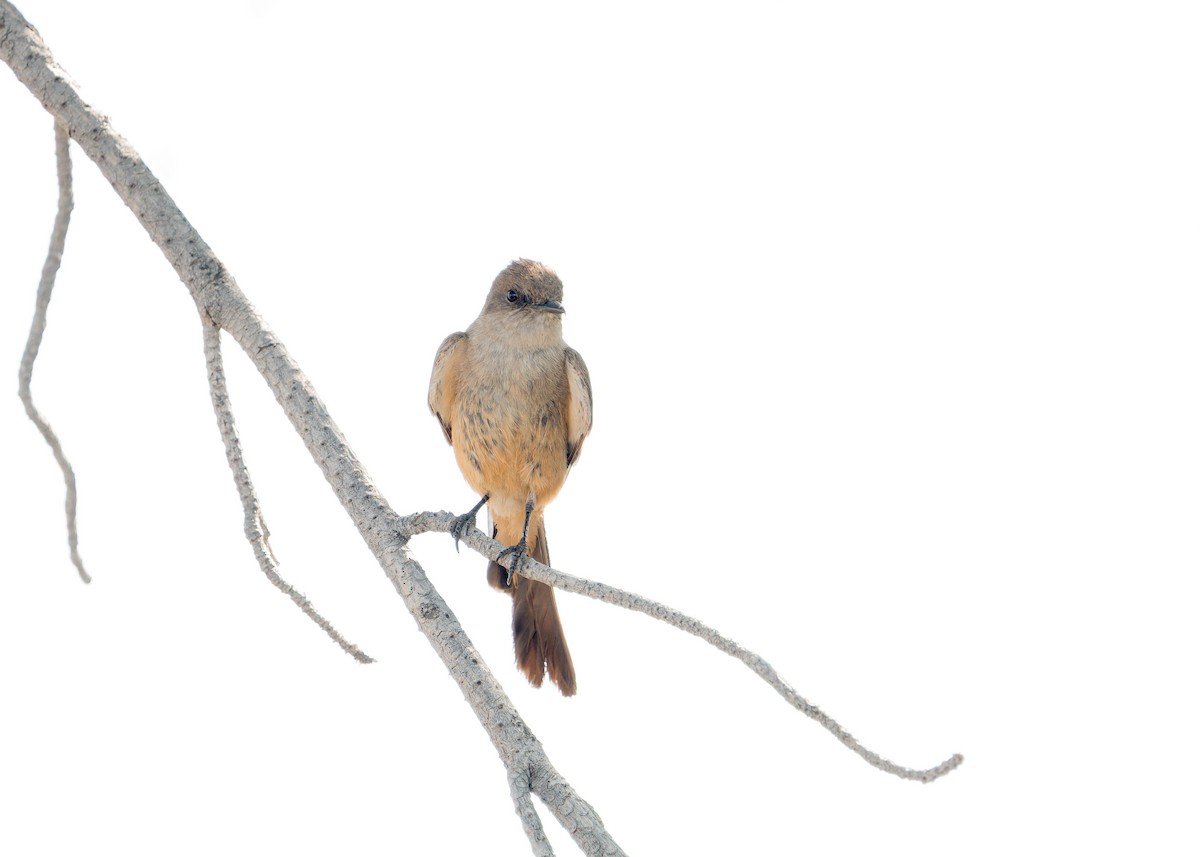 Say's Phoebe - ML638370621