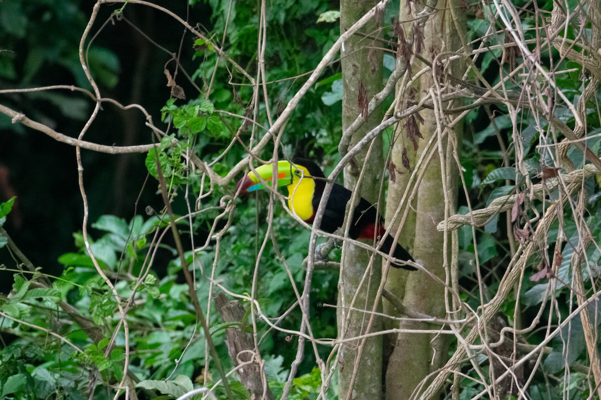 Keel-billed Toucan - ML638370661