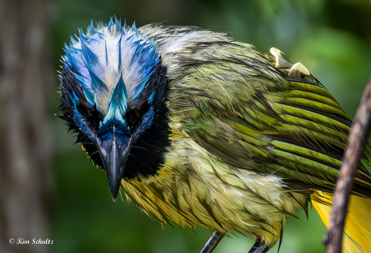 Green Jay - ML638370663