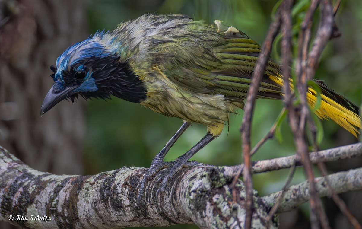 Green Jay - ML638370664