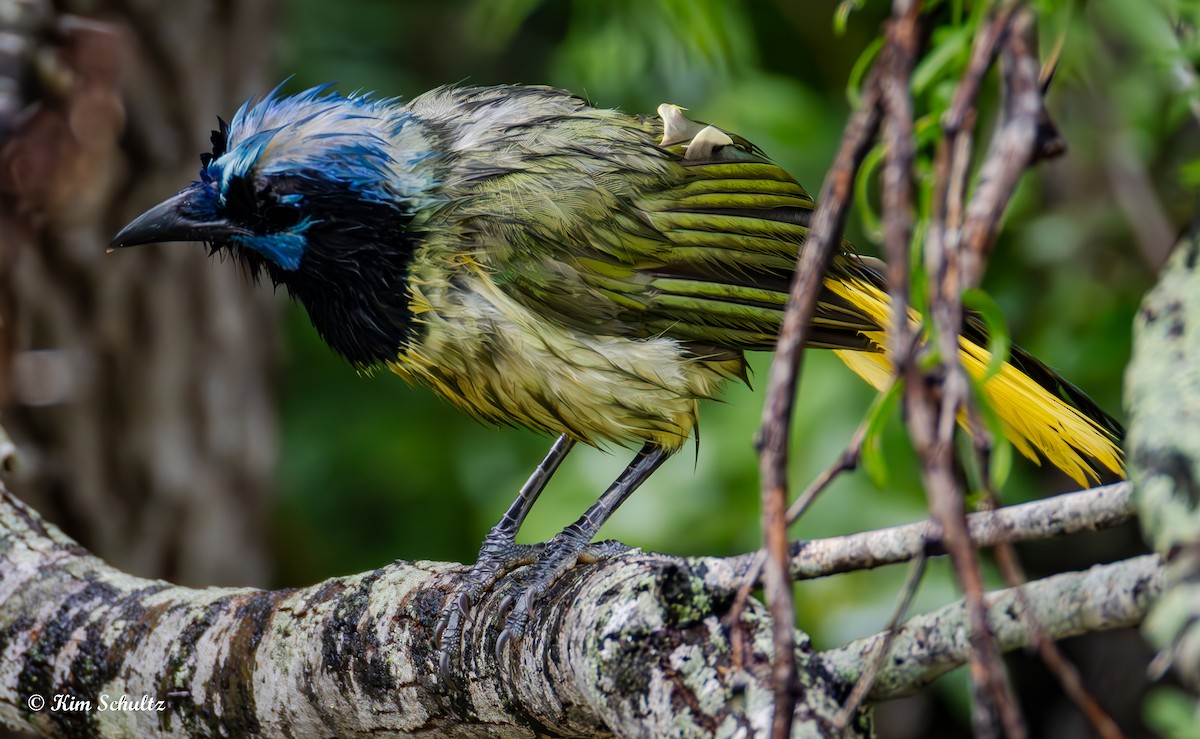 Green Jay - ML638370665