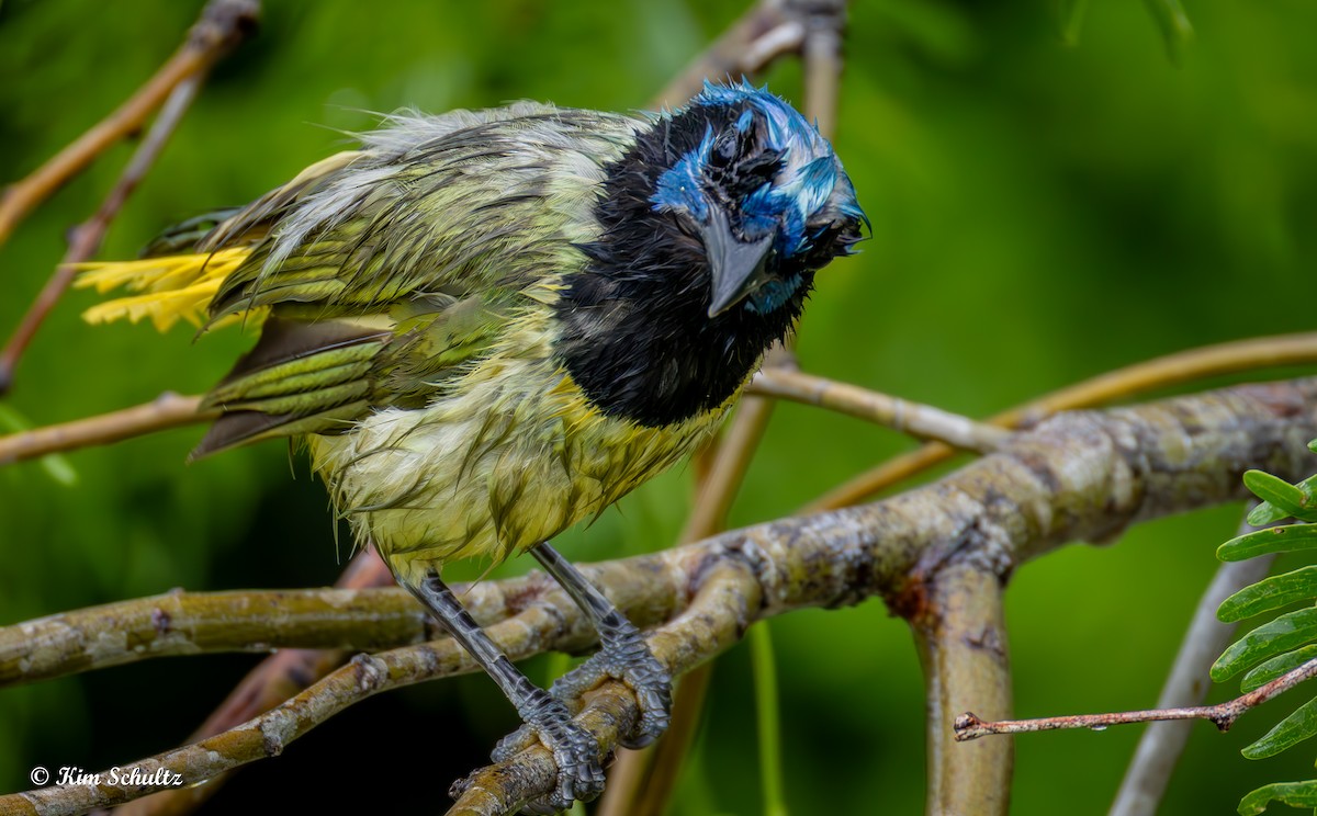 Green Jay - ML638370666